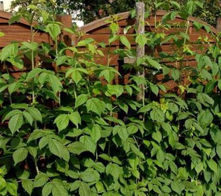Rubus 'Himbo-Top' (R)