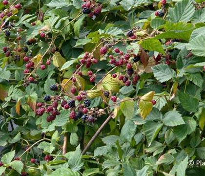 Rubus 'Theodor Reimers' Rubus 'Theodor Reimers'