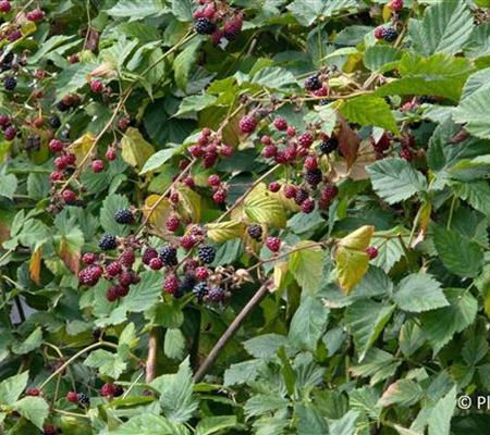 Rubus 'Theodor Reimers'