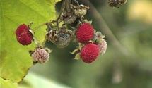 Rubus 'Tulameen'