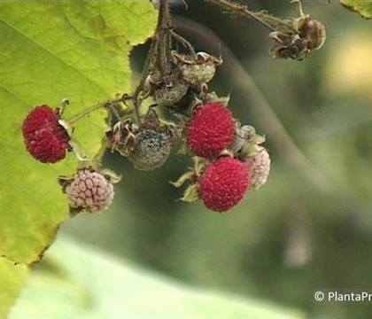 Rubus 'Tulameen'