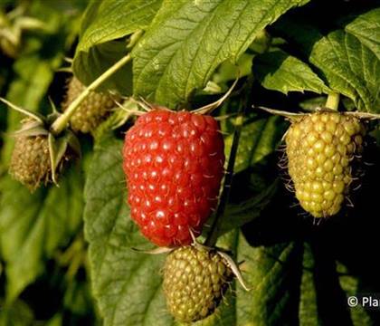 Rubus 'Willamette'