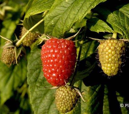 Rubus 'Willamette'