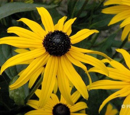 Rudbeckia fulgida 'Goldsturm' Rudbeckia fulgida 'Goldsturm'