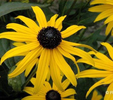 Rudbeckia fulgida 'Goldsturm'