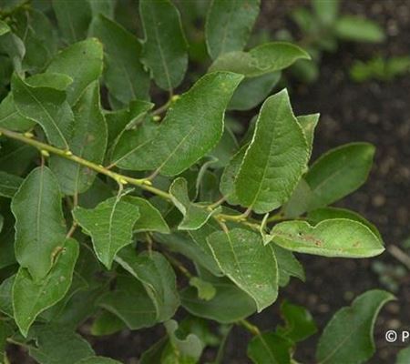 Salix caprea