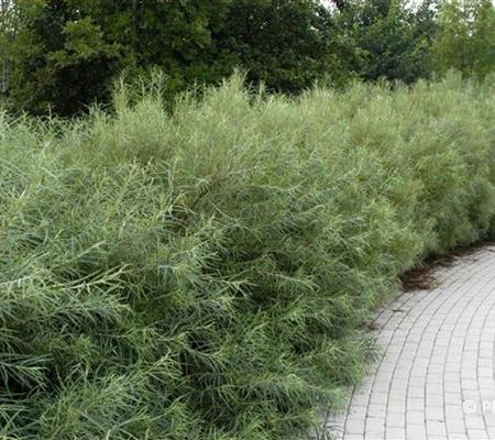 Salix elaeagnos 'Angustifolia'