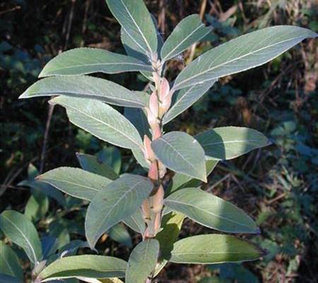 Salix gracilistyla