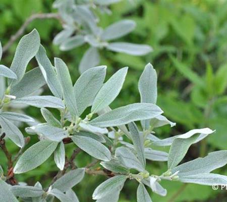 Salix helvetica