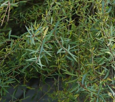 Salix purpurea 'Nana' Salix purpurea 'Nana'