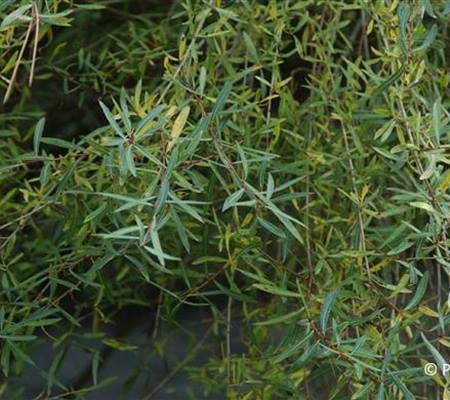 Salix purpurea 'Nana'