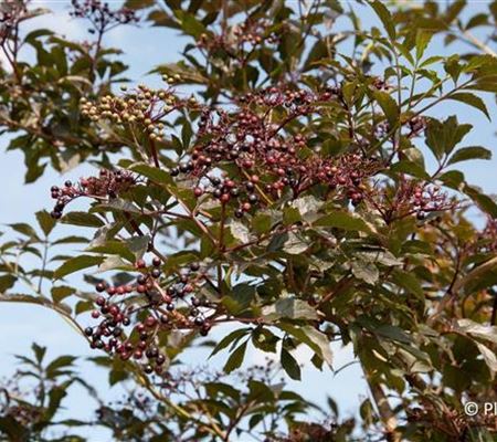 Sambucus nigra 'Black Beauty' Sambucus nigra 'Black Beauty'