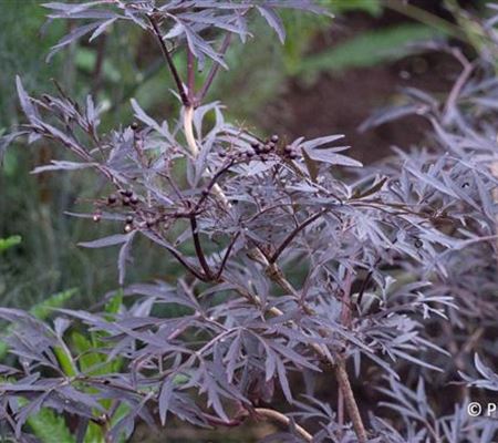 Sambucus nigra 'Black Lace'