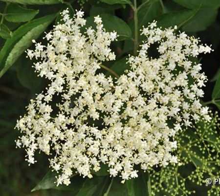 Sambucus nigra 'Haschberg' Sambucus nigra 'Haschberg'
