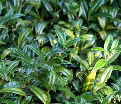 Sarcococca confusa