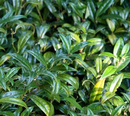 Sarcococca confusa
