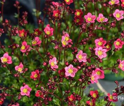 Saxifraga 'Purpurteppich'