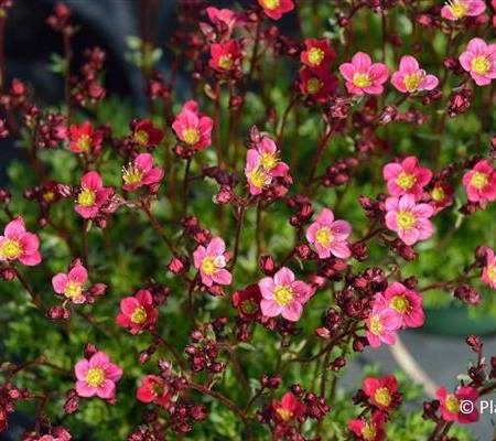 Saxifraga 'Purpurteppich'
