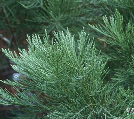 Sequoiadendron giganteum
