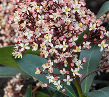 Skimmia japonica 'Rubella'