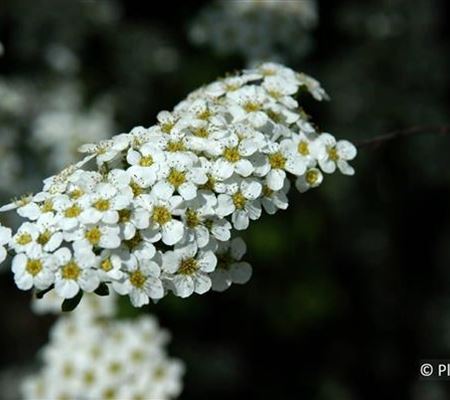 Spiraea arguta (x) Spiraea arguta (x)