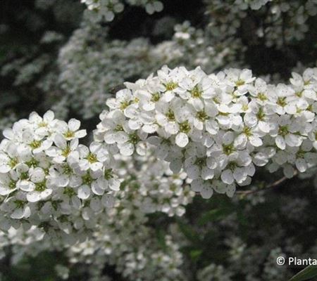 Spiraea cinerea (x) 'Grefsheim' Spiraea cinerea (x) 'Grefsheim'