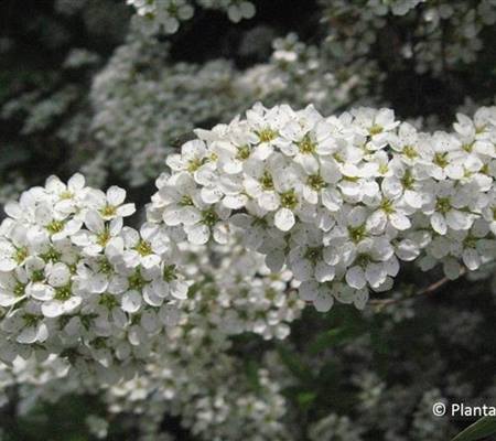 Spiraea cinerea (x) 'Grefsheim'