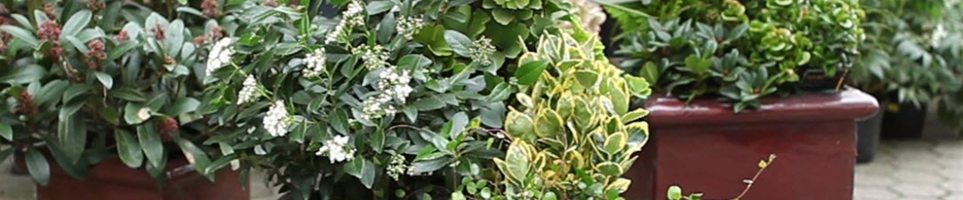 Blumenkübel - Dauerhafte Bepflanzung (Anleitung - 8).jpg