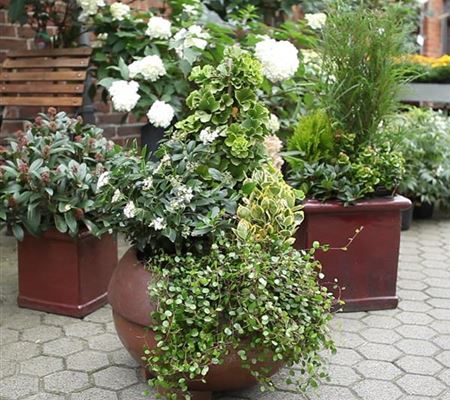 Kübelpflanzen windsicher machen