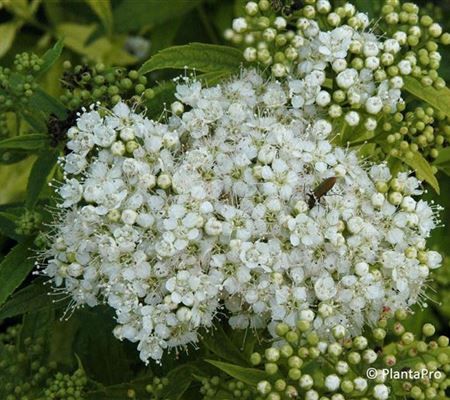 Spiraea japonica 'Albiflora' Spiraea japonica 'Albiflora'