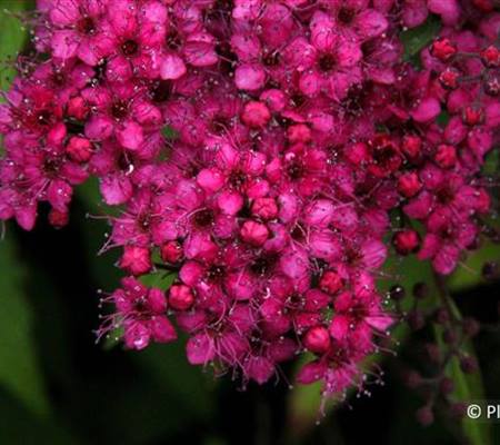 Spiraea japonica 'Anthony Waterer'