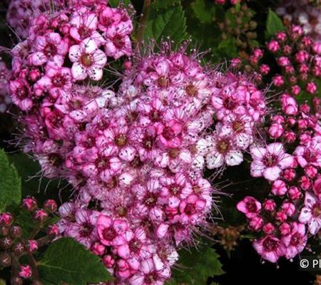 Spiraea japonica 'Little Princess' Spiraea japonica 'Little Princess'