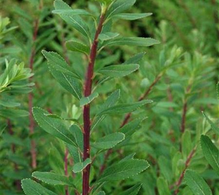 Spiraea nipponica 'Snowmound'