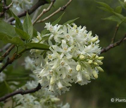 Staphylea colchica