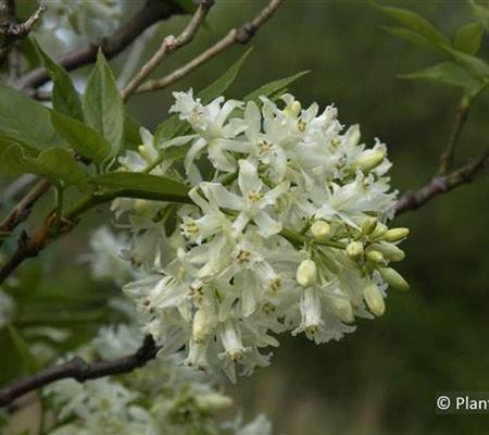 Staphylea colchica