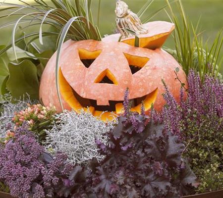 Lecker im Kochtopf oder horrormässig als Totenkopf – mit dem Kürbis ist alles möglich! Lecker im Kochtopf oder horrormässig als Totenkopf – mit dem Kürbis ist alles möglich!