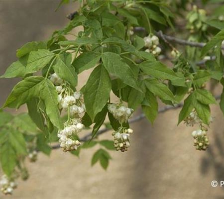 Staphylea pinnata