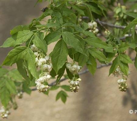 Staphylea pinnata