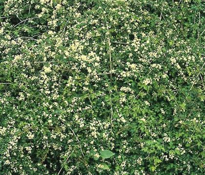 Stephanandra incisa 'Crispa'