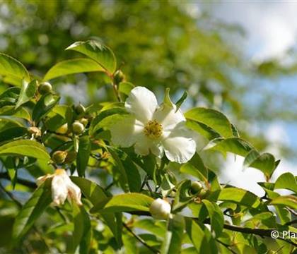 Stewartia pseudocamellia