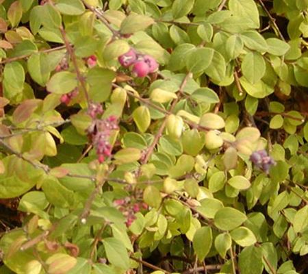 Symphoricarpos chenaultii (x) 'Hancock' Symphoricarpos chenaultii (x) 'Hancock'