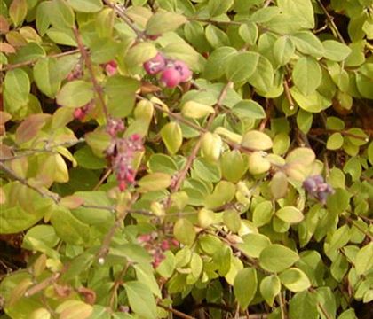 Symphoricarpos chenaultii (x) 'Hancock'