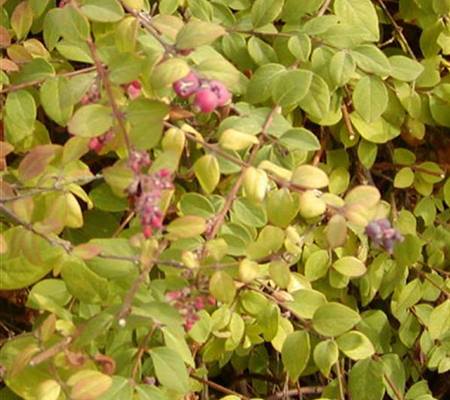 Symphoricarpos chenaultii (x) 'Hancock'