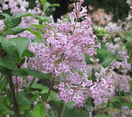 Syringa josikaea