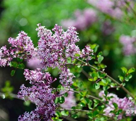 Syringa meyeri 'Palibin' Syringa meyeri 'Palibin'