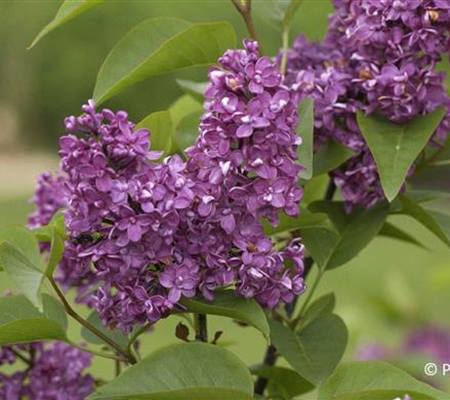 Syringa vulgaris 'Charles Joly'