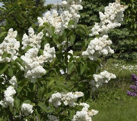 Syringa vulgaris 'Mme Lemoine' Syringa vulgaris 'Mme Lemoine'