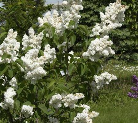 Syringa vulgaris 'Mme Lemoine'