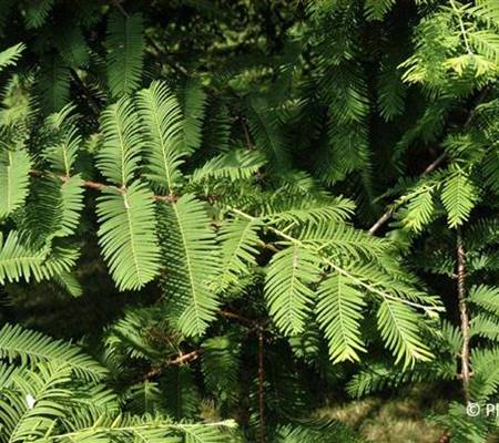 Taxodium distichum