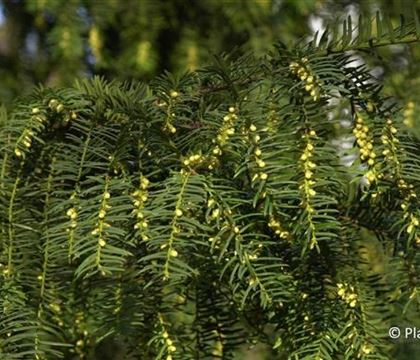 Taxus baccata Taxus baccata